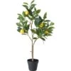 Topfpflanze Zitronenbaum 73 Cm X 20 Cm X 30 Cm