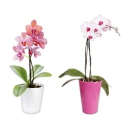 Eurographics Fenstersticker Antistatisch Orchid Window