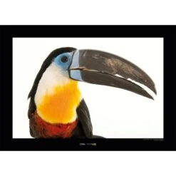 Komar Wandbild Channel Toucan 40 X 30 Cm Gerollt