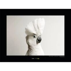 Komar Wandbild White Cockatoo 40 X 30 Cm