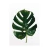 Komar Wandbild Monstera Leaf 30 Cm X 40 Cm