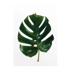 Komar Wandbild Monstera Leaf 30 Cm X 40 Cm