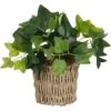 Efeu Im Korb Grün 33 X Ø 12 Cm