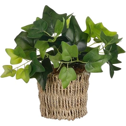 Efeu Im Korb Grün 33 X Ø 12 Cm 1 Efeu Im Korb Grün 33 X Ø 12 Cm