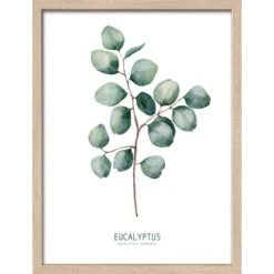 Bild Mit Rahmen Anonymus Diff. Eucalyptus Branches Ll 42,5 Cm X 32,5 Cm