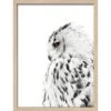 Bild Mit Rahmen Anonymus Snow Owl 42,5 Cm X 32,5 Cm