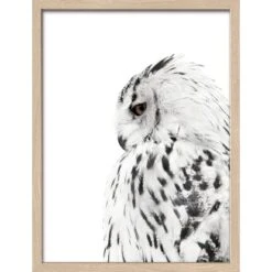 Bild Mit Rahmen Anonymus Snow Owl 42,5 Cm X 32,5 Cm