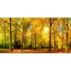 Pro Art Bild Canvas-Art Sunshine In The Forest III 100 Cm X 50 Cm