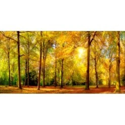 Pro Art Bild Canvas-Art Sunshine In The Forest III 100 Cm X 50 Cm