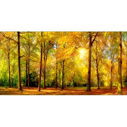 Pro Art Bild Canvas-Art Sunshine In The Forest III 100 Cm X 50 Cm 1 Pro Art Bild Canvas-Art Sunshine In The Forest III 100 Cm X 50 Cm